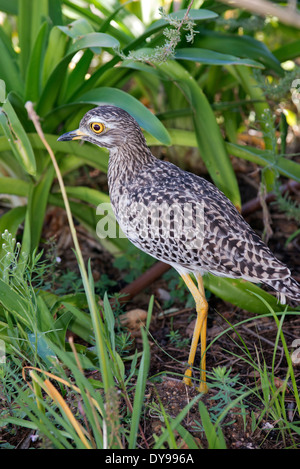 Spotted dick Knie Dikkop. Pluver einer südafrikanischen Vogel im Unterholz ein Vorstadthaus Stockfoto