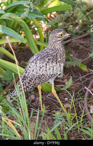 Spotted dick Knie Dikkop. Pluver einer südafrikanischen Vogel im Unterholz ein Vorstadthaus Stockfoto