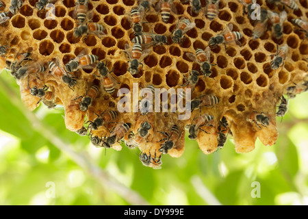 Closeup Schwarm Waben auf Baum. Stockfoto