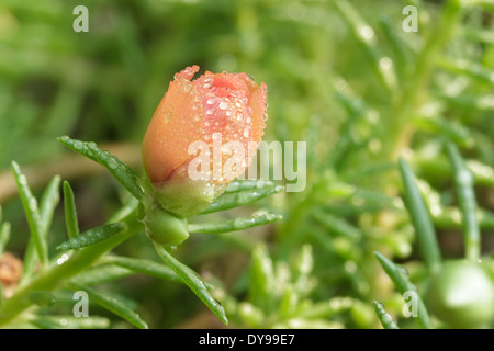 Portulak Blütenknospe im Garten. Stockfoto