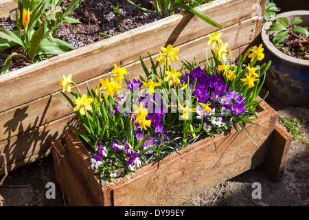 Tete ein Tete Narzissen gelb und lila Krokusse in einer hölzernen Trog Blüte im Frühling Stockfoto