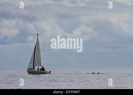 Eine Familie in einem kleinen Segelboot am Golf von Mexiko mit zwei Flasche Nase Delphin Schwimmen direkt hinter ihnen Segeln Stockfoto