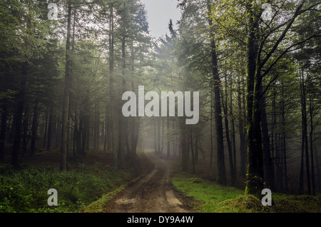 Mystische Weg durch den dunklen Wald Stockfoto