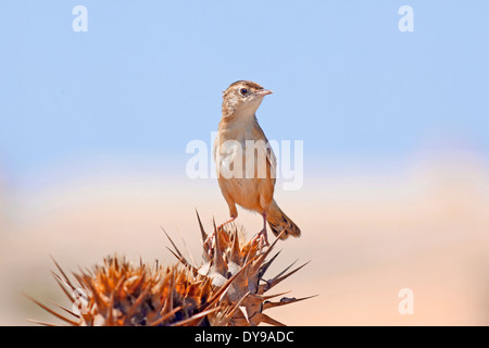 Fan-Tailed Warbler oder drolligen Cistensänger (Cistensänger kommt) thront auf trockene wilde Distel - Insel San Pietro - herbstliche migratio Stockfoto