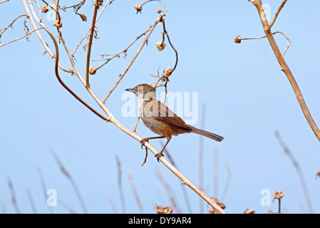 Unreife Gefieder Samtkopfgrasmücke (Sylvia Melanocephala) Stockfoto