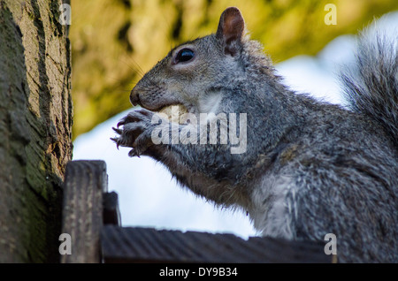 britische Tierwelt; graue Eichhörnchen Essen eine Affe Mutter in Sefton Park North West England. Stockfoto