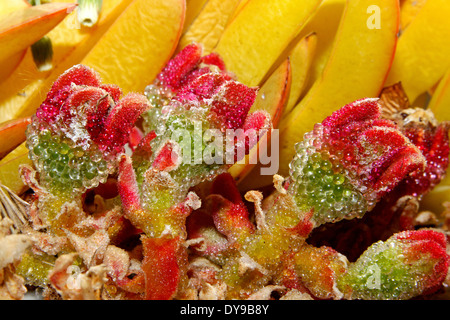 Kristalline Iceplant (Mesembryanthemum Crystallinum) Insel San Pietro, Nahaufnahme Stockfoto