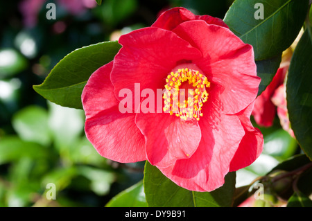 Camellia t Ewe' (x williamsii) Stockfoto