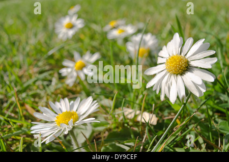Bellis Perennis - die gemeinsame Daisy eine Quelle von Daisy Chains Sonnenanbeter Stockfoto