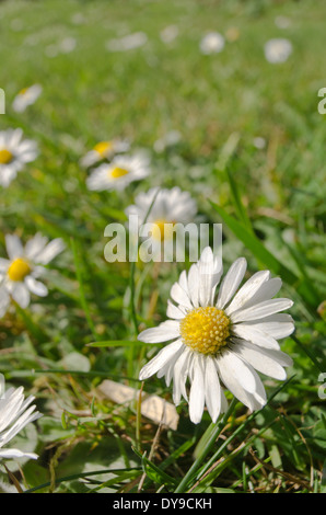 Bellis Perennis - die gemeinsame Daisy eine Quelle von Daisy Chains Sonnenanbeter Stockfoto