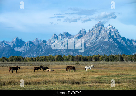 Pferd, Pferde, Grand Teton Nationalpark, Wyoming, USA, USA, Amerika, kostenlos, Tiere, Landschaft, Prärie Stockfoto