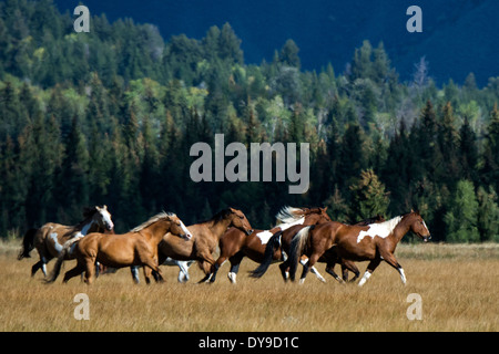 Pferd, Pferde, Grand Teton Nationalpark, Wyoming, USA, USA, Amerika, kostenlos, Tiere, Landschaft, Prärie Stockfoto