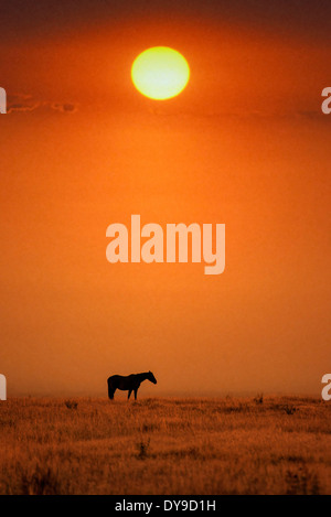 Pferd, Pferde, Grand Teton Nationalpark, Wyoming, USA, USA, Amerika, kostenlos, Tier, Landschaft, Prärie, Sonnenuntergang Stockfoto