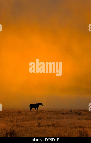 Pferd, Pferde, Grand Teton Nationalpark, Wyoming, USA, USA, Amerika, kostenlos, Tier, Landschaft, Prärie, Sonnenuntergang Stockfoto