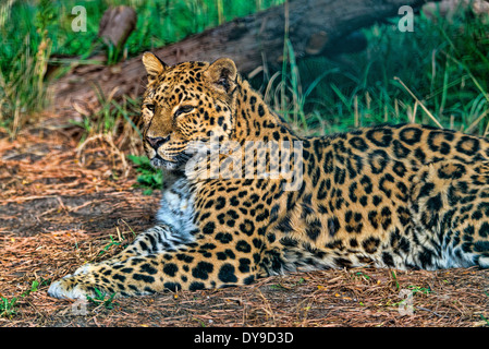 Amur-Leopard, Leopard, Tier, Panthera Pardus Orientalis, Porträt, USA, USA, Amerika, Stockfoto