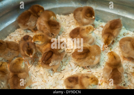 Girls sind bereit für den Verkauf in einem ländlichen Baumarkt rechtzeitig zu Ostern. Stockfoto