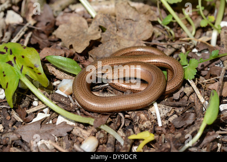 Blindschleiche (geschiedenen Fragilis) Stockfoto