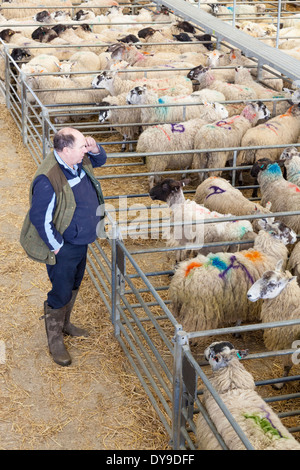 Tiere verkaufen. Käufer auf dem Telefon an den Schafen Markt, Melton Mowbray, Leicestershire, England, Großbritannien Stockfoto