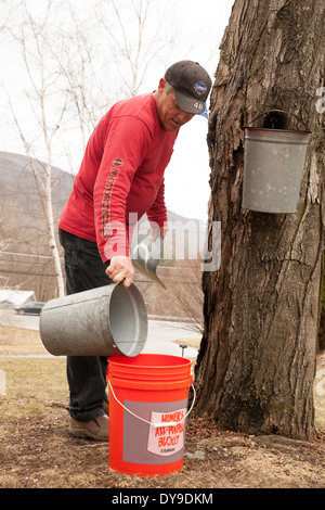 Ein Mann gießt Eimer mit Ahorn Sap in seinem Hinterhof zu seinem eigenen Ahornsirup. Stockfoto