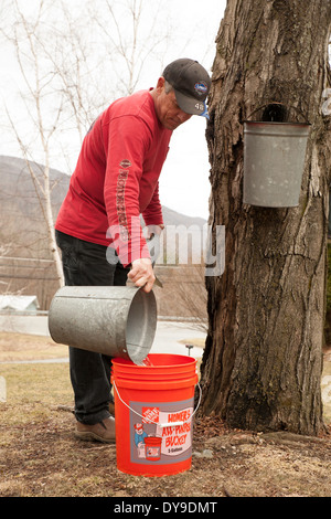 Ein Mann gießt Eimer mit Ahorn Sap in seinem Hinterhof zu seinem eigenen Ahornsirup. Stockfoto