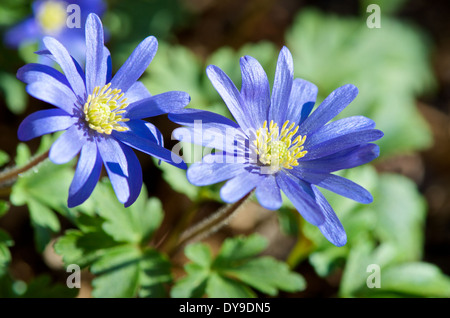 Anemone Blanda Blüten öffnen sich in der Frühlingssonne Stockfoto