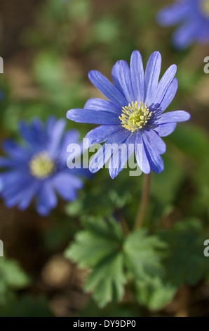 Anemone Blanda Blüten öffnen sich in hellen Frühlingssonne Stockfoto