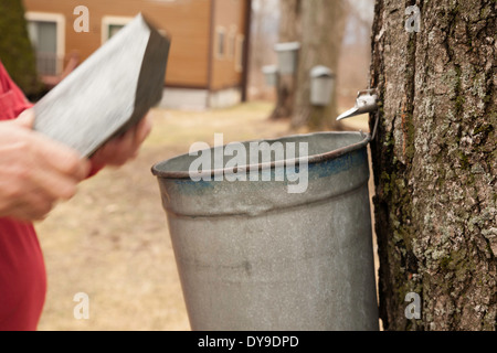 Ein Mann nimmt Metall-Deckel auf den Eimer für Ahorn Sap in seinem Hinterhof zu seinem eigenen Ahornsirup.  Mehr angezapft Bäume im Hintergrund. Stockfoto