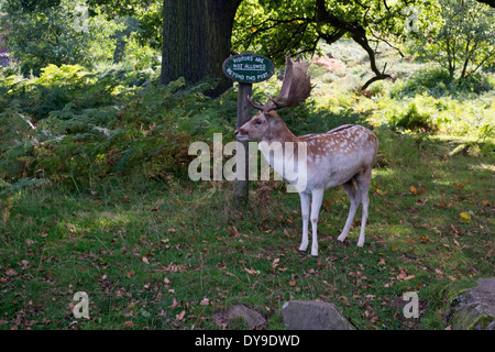 Damwild auf dem Gelände des Bradgate Park, Leicestershire Stockfoto