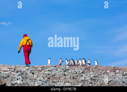 Adelie-Pinguine, Pygoscelis Adeliae an Krapp Klippen, Suspiros Bay, am westlichen Ende von Joinville Island, Antarktis. Stockfoto