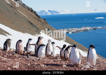 Adelie-Pinguine, Pygoscelis Adeliae an Krapp Klippen, Suspiros Bay, am westlichen Ende von Joinville Island, Antarktis. Stockfoto