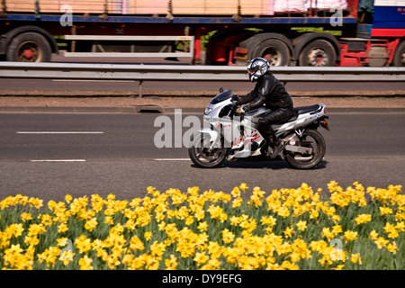 Verschieben einer Kawasaki ZX-6R Ninja 600ccm Motorrad Reisen vorbei an Narzissen entlang der Kingsway West Schnellstraße in Dundee, Großbritannien Stockfoto