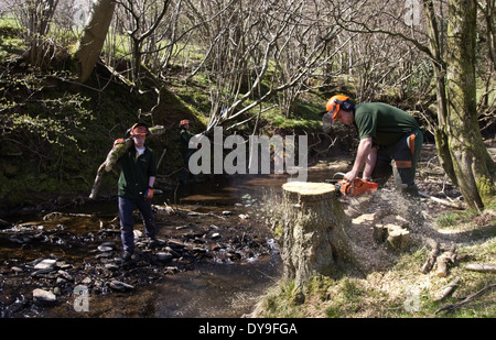 Erhaltung Arbeit verbessern den Fluss Lebensraum auf Olchon Bach in der Nähe von Longtown Herefordshire England UK Stockfoto