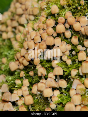 Kleine winzige Pilze im Wald Baum wächst Moos uk Stockfoto