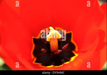 Innen rote Tulpe Blüte Frühling Blumen Stockfoto