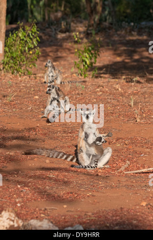 Katta (Lemur Catta). Frauen und Kleinkinder wärmten sich im morgendlichen Sonnenlicht, Berenty, Madagaskar Stockfoto