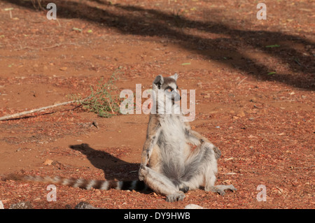 Katta (Lemur Catta). Männlich, die Erwärmung selbst im morgendlichen Sonnenlicht, Berenty, Madagaskar Stockfoto