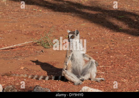 Katta (Lemur Catta).  Erwärmung selbst im morgendlichen Sonnenlicht, Berenty, Madagaskar Stockfoto
