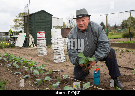 Aktive ältere Menschen einpflanzen diverse Kohl Pflanzen in seinem Schrebergarten, Niederlande Stockfoto