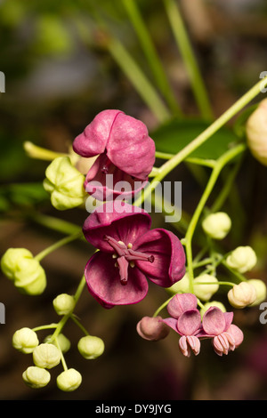 Kleiner Mann und größeren weiblichen Blüten der Schokolade Rebe, Akebia quinata Stockfoto