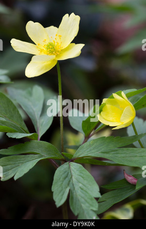 Blumen der Hybrid Anemone X lipsiensis, eine Kreuzung zwischen A.nemorosa und A.ranunculoides. Stockfoto