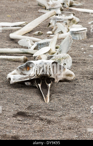 Das Skelett eines kleinen Schnabel Wals auf Livingston Insel auf der antarktischen Halbinsel. Stockfoto