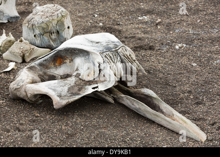 Das Skelett eines kleinen Schnabel Wals auf Livingston Insel auf der antarktischen Halbinsel. Stockfoto