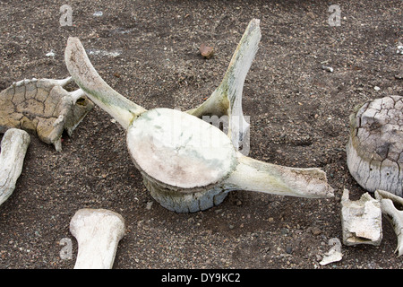 Das Skelett eines kleinen Schnabel Wals auf Livingston Insel auf der antarktischen Halbinsel. Stockfoto