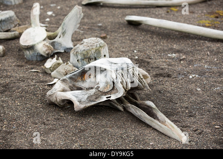 Das Skelett eines kleinen Schnabel Wals auf Livingston Insel auf der antarktischen Halbinsel. Stockfoto