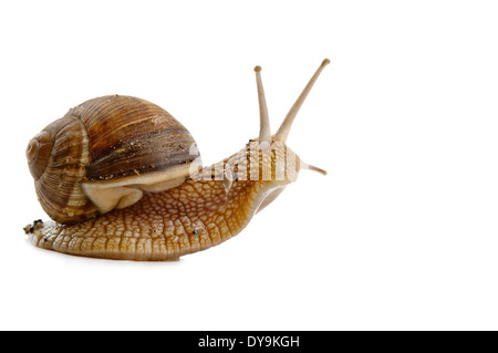 Grawling Schnecke isoliert auf weißem Hintergrund Stockfoto