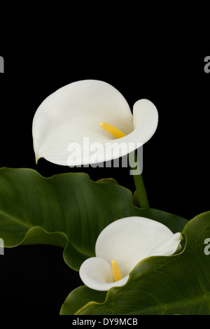 Paar von Calla Lilien mit Laub Stockfoto