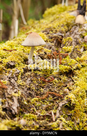 Glitzernde Tinte GAP Pilzzucht auf einen umgestürzten Baumstamm mit Moos bedeckt. Stockfoto