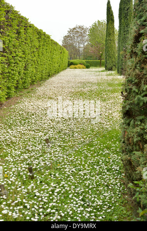 Gänseblümchen in einem Garten mit Zypressen Stockfoto