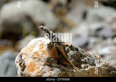 Kashmiri Rock Agama Stockfoto