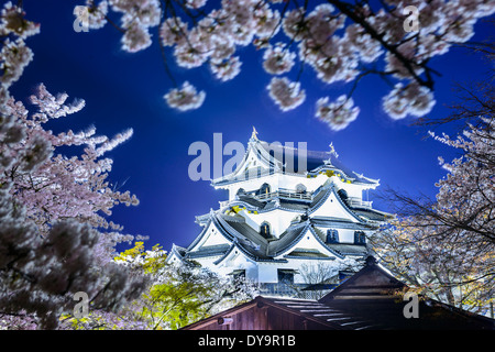 Hikone Castle während der Frühjahrssaison in Hikone, Japan. Stockfoto